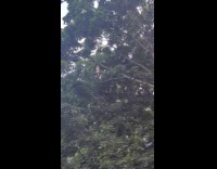 Hawk resting on tree branch at park