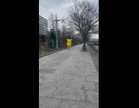 Collab WINY - Dog stares at man wearing pickachu costume