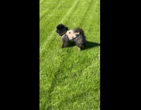 Dog lay and roll over on grass