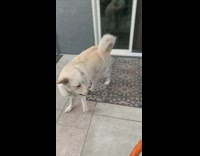 dog lets go of toy scared of crab leg