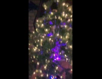 New york christmas tree wears brown boots 