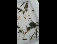 Dragonfly larvae in white container 