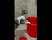 Cat Leans on Bucket while Lady Gives it Bath