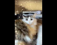 Cat Uses Princess Filter and Looks into Camera