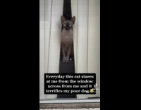 Dog scared by starring cat 