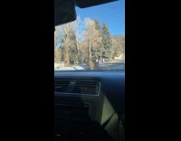 Girl in car wishes deer merry christmas  