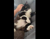 Fluffy cat gets scratches on couch 