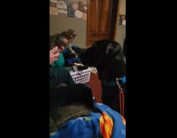 Dog first time to meet new kitten