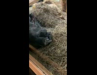 Black gorilla lays on back straw grass 