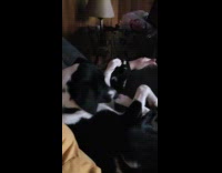 Dog nibbling hind paw