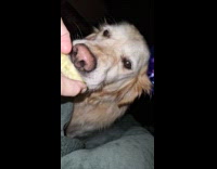 Golden retriever dog eat an apple