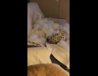 white dog sad toy shredded 