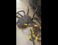 Huge realistic spider toy thrown on street