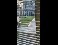 Turtle follows black pants guy walk sidewalk 