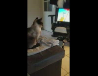 Cat watches Tom and Jerry 