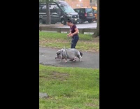 Woman walking pet pig at park