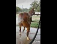 Horse squats down to get its rear washed by a hose 