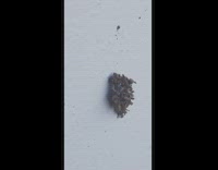 Little creature walks slowly in the wall