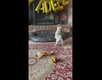 Pug barking at dog statue next to fireplace