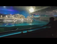 Penguin swim follow guy aquarium glass part 1