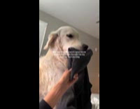 Dog brought womans pants to her