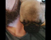 Puppy sleeps and snores on guys shoulder 