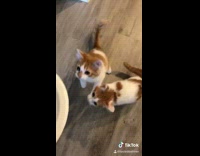 Collab BitchIG2 - Fooling two cats empty plate food hungry