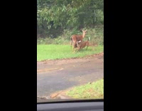 Collab WINY - Young Deer Drink Milk from Adult Deer