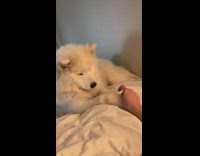 white dog wanting owners hand touch its paw while laying in bed
