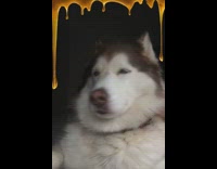 Akira the Husky with bumble bee snapchat filter, squeaky voice