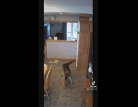 Dog in middle of room wiggles around 