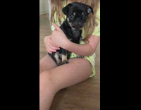 Pug puppy stares at camera 
