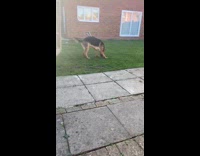 German Shepherd dog roll on backyard grass