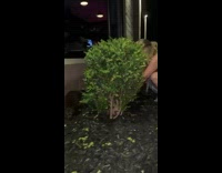 Girl finds baby raccoon and tries to save it 