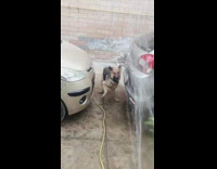 german shepherd catch hose water cars