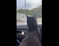 Cat with overbite meows in high pitched voice