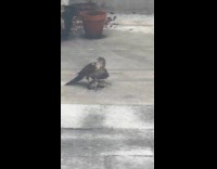 Hawk pin down rat on snowy balcony