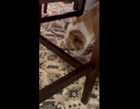 Dog licks ice cream rolls on floor part 2