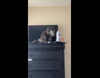 Collab Clips MPUGC - Cat pushing tumbler down from dresser
