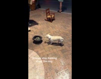 Collab Clips MPUGC - Dog collects money donation