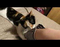 Cat meow bite striped sleeve of owner