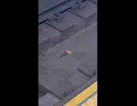 Collab Subway Creatures - Rats fight over bread on the subway