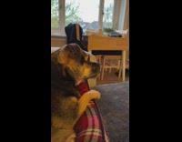 Pet dog watches Daily Dose of Internet Videos