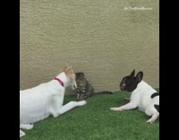 Two white dogs one small one big rolling around grass with grey kitten