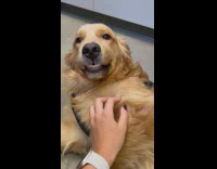 Playful Furry Dog Lays on Workstation Floor