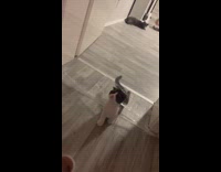 Grey white cat jumps over plastic wrap 