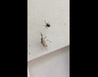 Bug got caught on a spider web