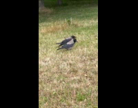 Crow on grass caw scream at other crow