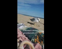 Seagull gets comfortable in sand hole 