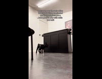 Woman plays with baby goat at vet